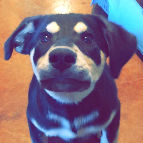 Meet your Posher, Judy - Picture 1 of 1